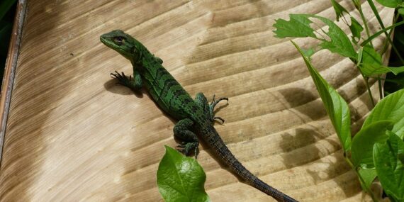 Myanmar - an exotic destination